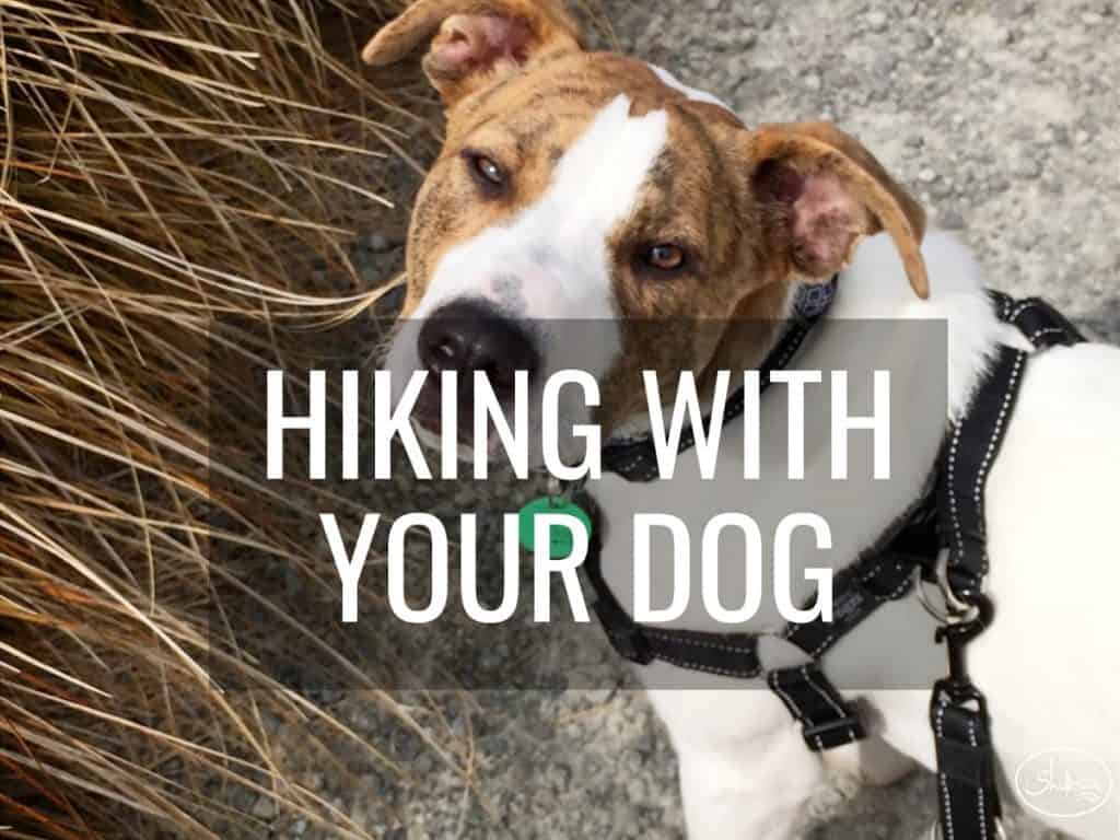 DogHikingFeature-min