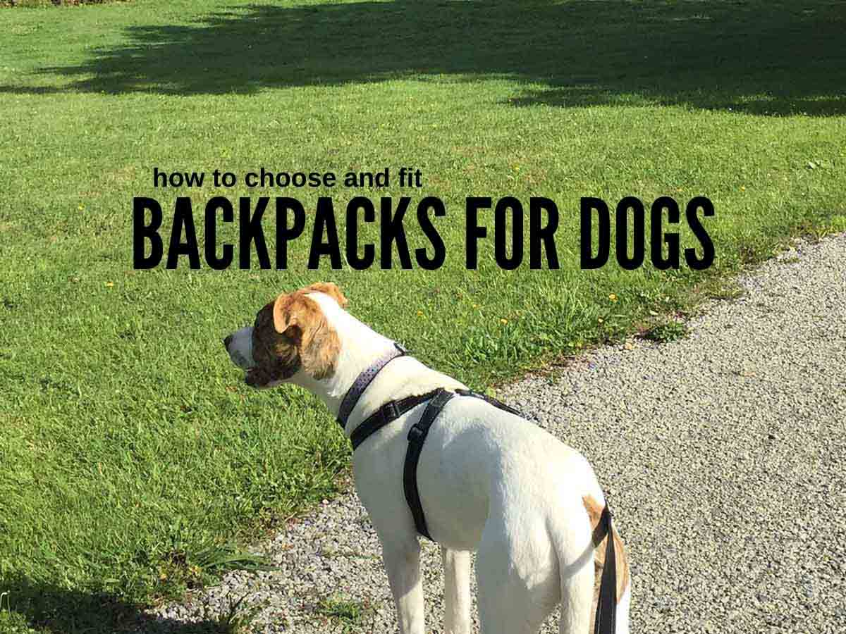 Best Backpacks for Dogs: How to Choose and Fit