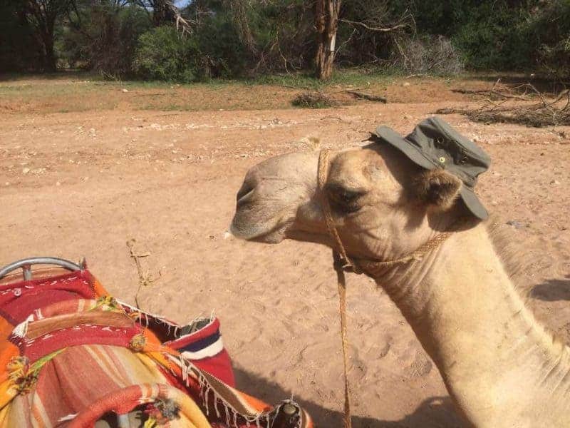 Camel with a hat on, preventing heatstroke when hiking
