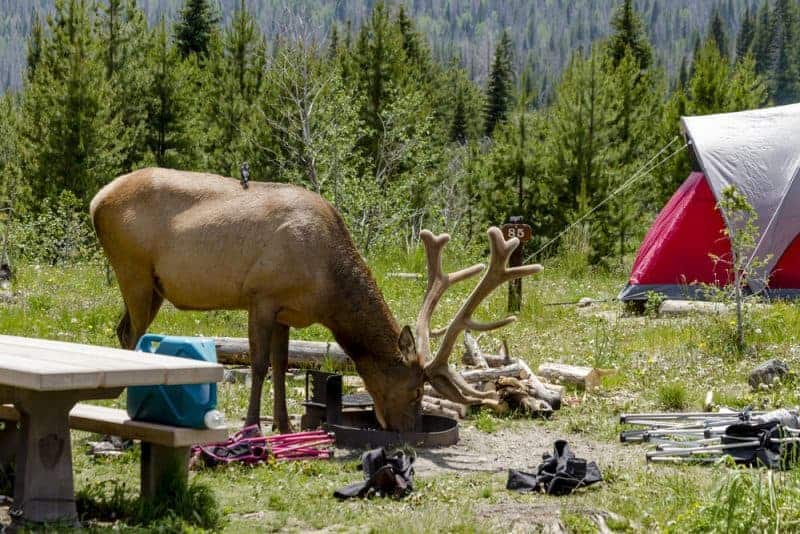 Bull elk with full antlers in a campsite