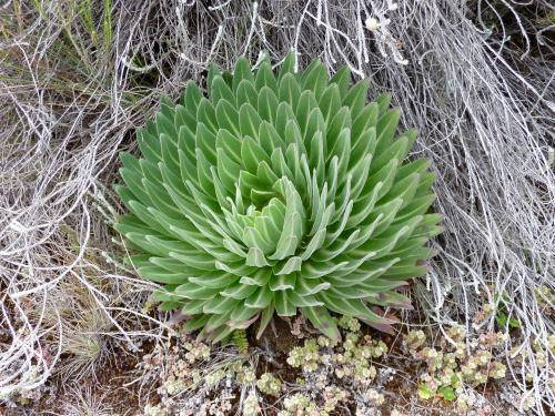 lobelia on the slopes of Mt Kilimanjaro