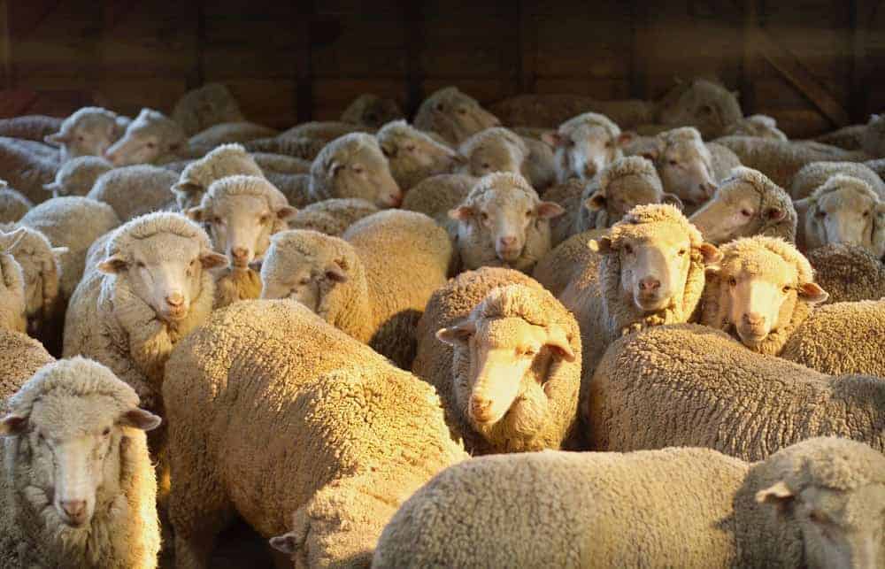 Merino wool baselayers