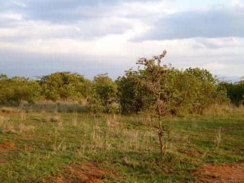 Mt Kilimanjaro facts