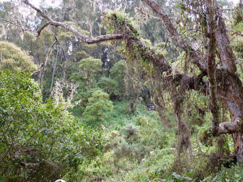 Old man's beard on Kilimanjaro