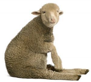 merino wool for hiking socks