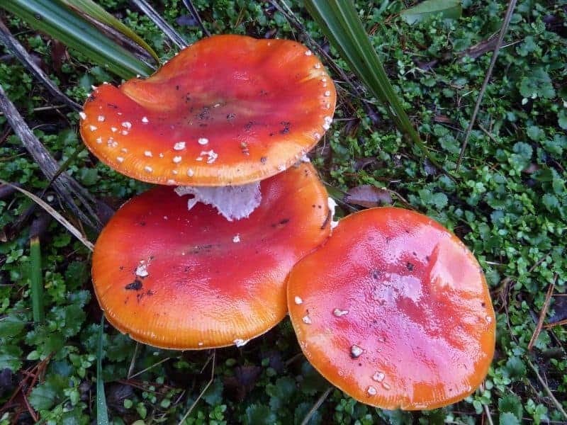 Deadly looking red mushrooms