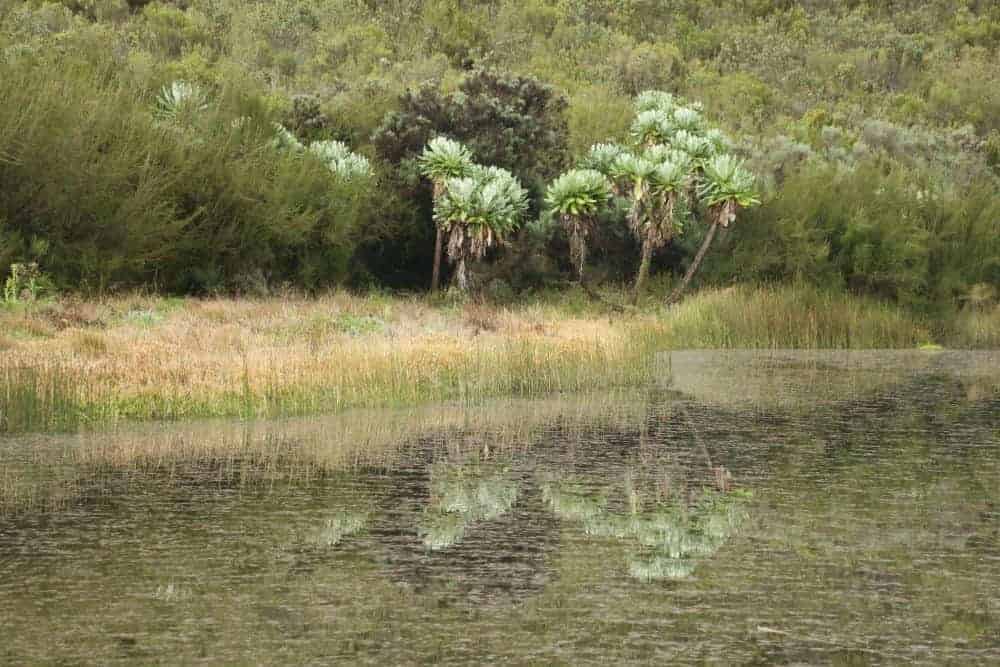 Groundsel plants at altitude