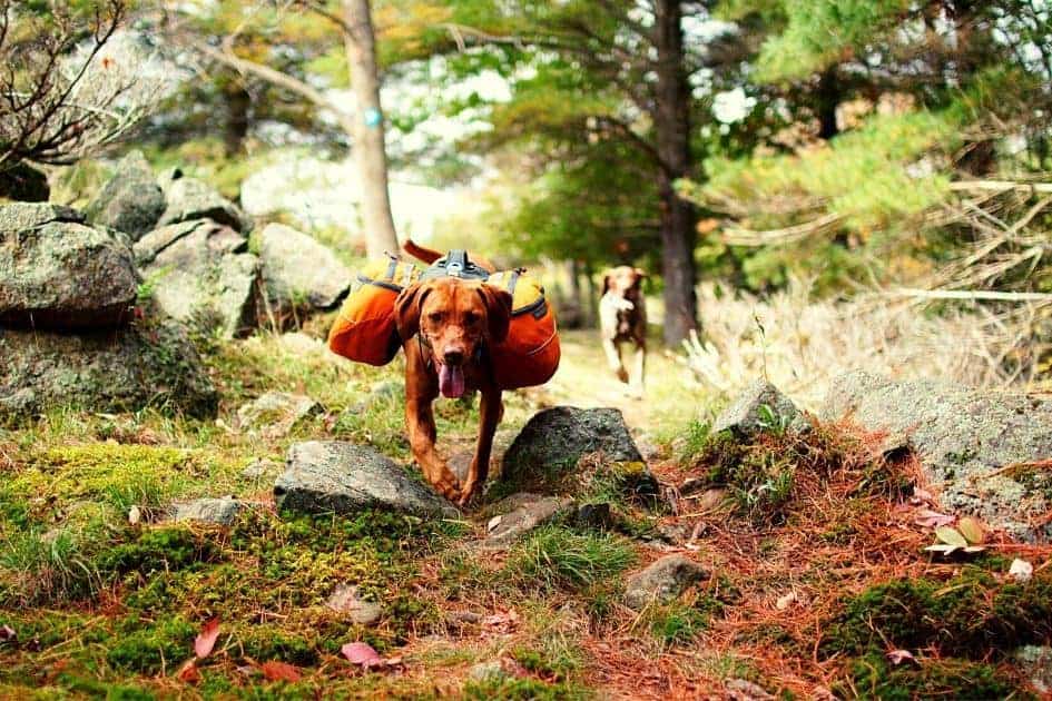 dogs running on hike