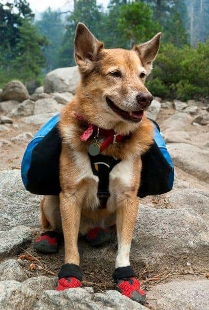 Dog booties and backpack in woods