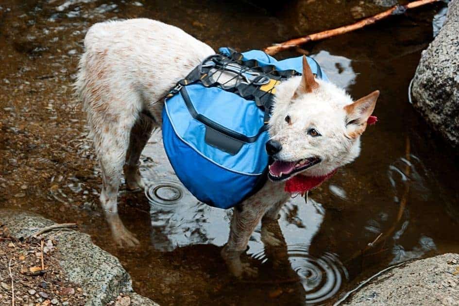 Dog wearing backpack on trail