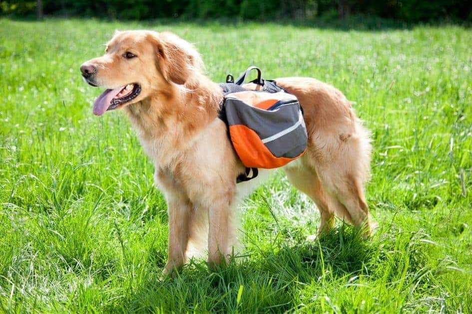 Dog wearing backpack with handle