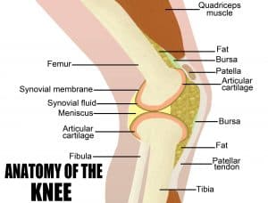 knee anatomy illustration