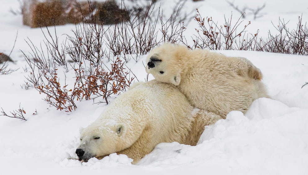 beautiful white mama bear and cub