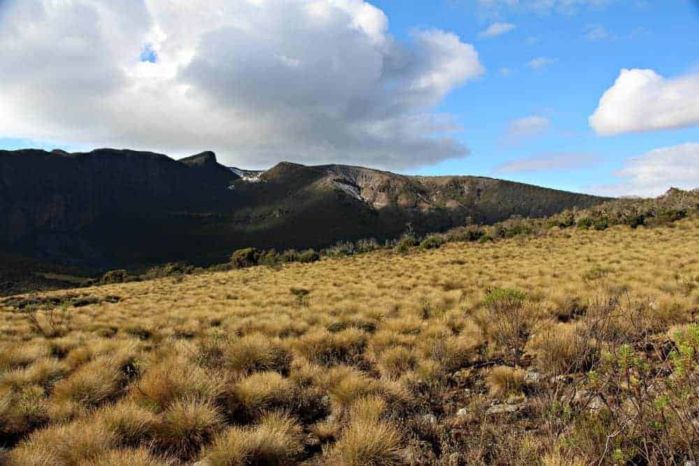 high altitude equatorial vegetation