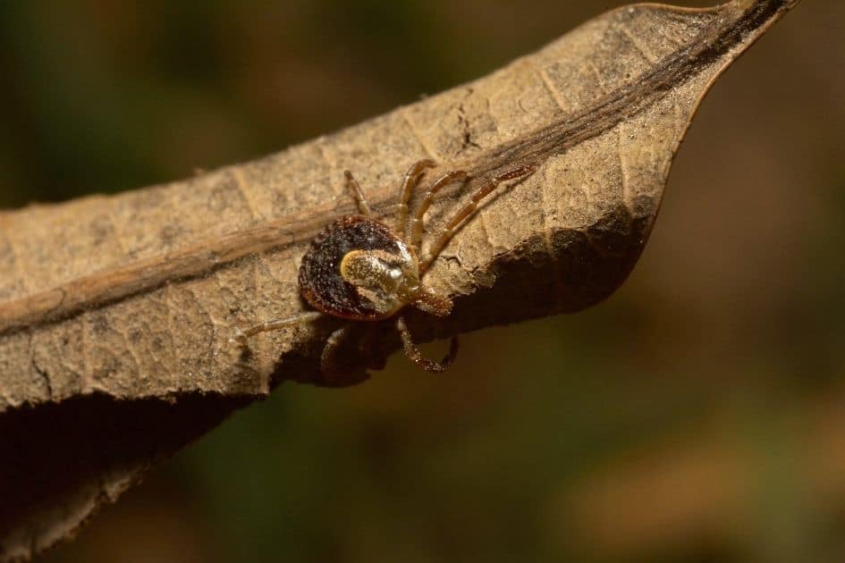 Amblyomma maculatum gulf coast tick on leaf-  how to prevent tick bites when hiking