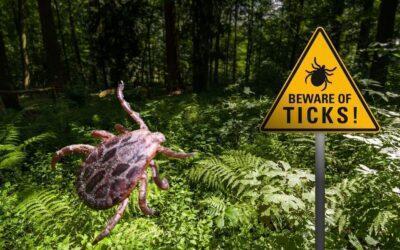 How to Prevent Ticks When Hiking and Why You Shouldn’t Squish It
