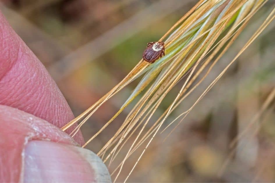 american dog tick on grass- how to avoid tick bites when hiking