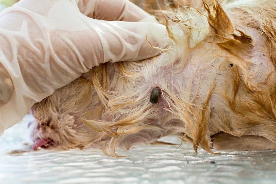 how to prevent tick bites when hiking- brown dog tick on dog 