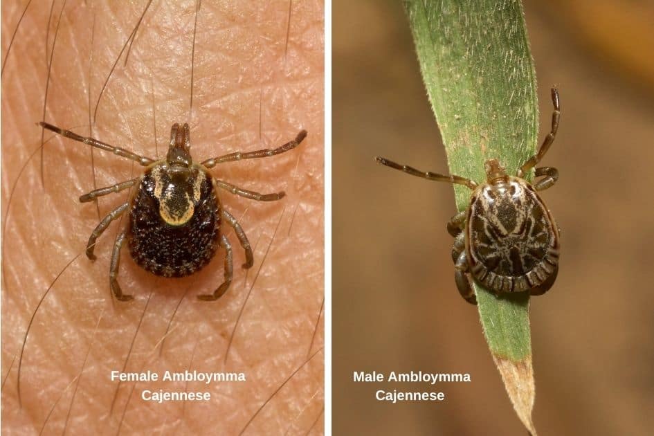 how to prevent tick bites when hiking -Male and female gulf coast tick