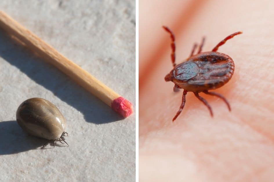 brown dog tick size comparison