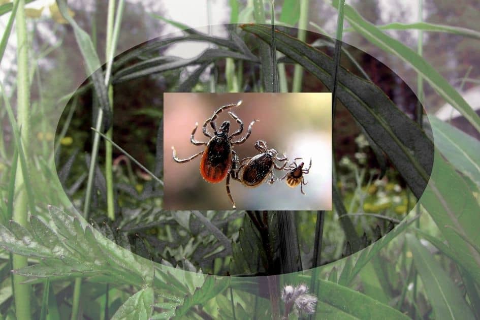 female, male, and nymph tick-  how to avoid these tick bites when hiking