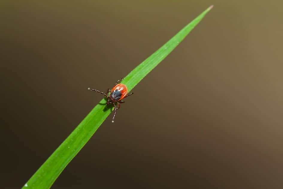 how to prevent tick bites when hiking