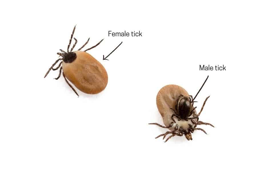 how to prevent tick bites when hiking- female & male tick