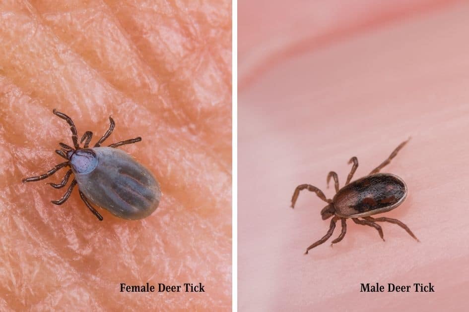 Comparing female vs male deer tick-  how to avoid tick bites when hiking