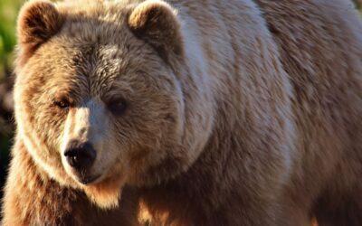 Do You Need To Worry About Bears In Winter?