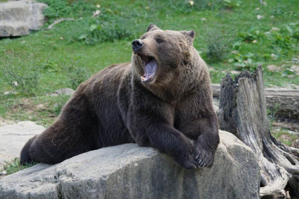 How Long Do Bears Hibernate For