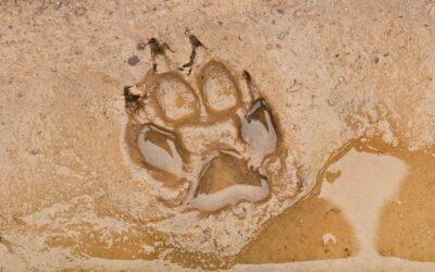 Identify Bobcat vs Coyote Tracks: Key Differences Explained