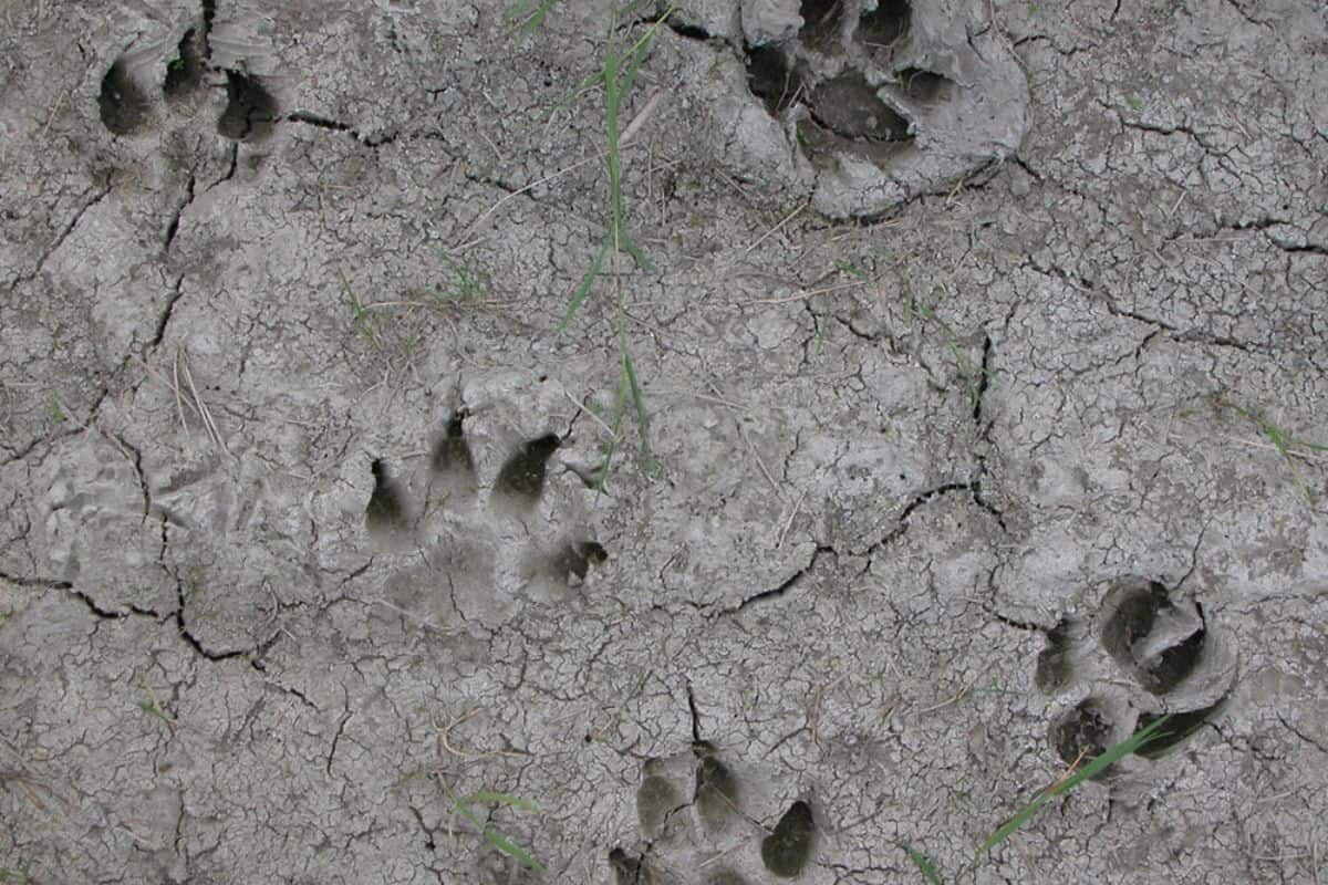 Key Differences Between Bobcat & Coyote Tracks
